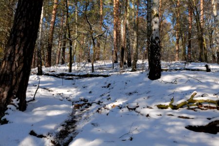 Havelberg Grunewald with snow 2021-01-31 02