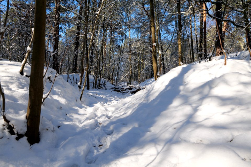 Havelberg Grunewald with snow 2021-01-31 19