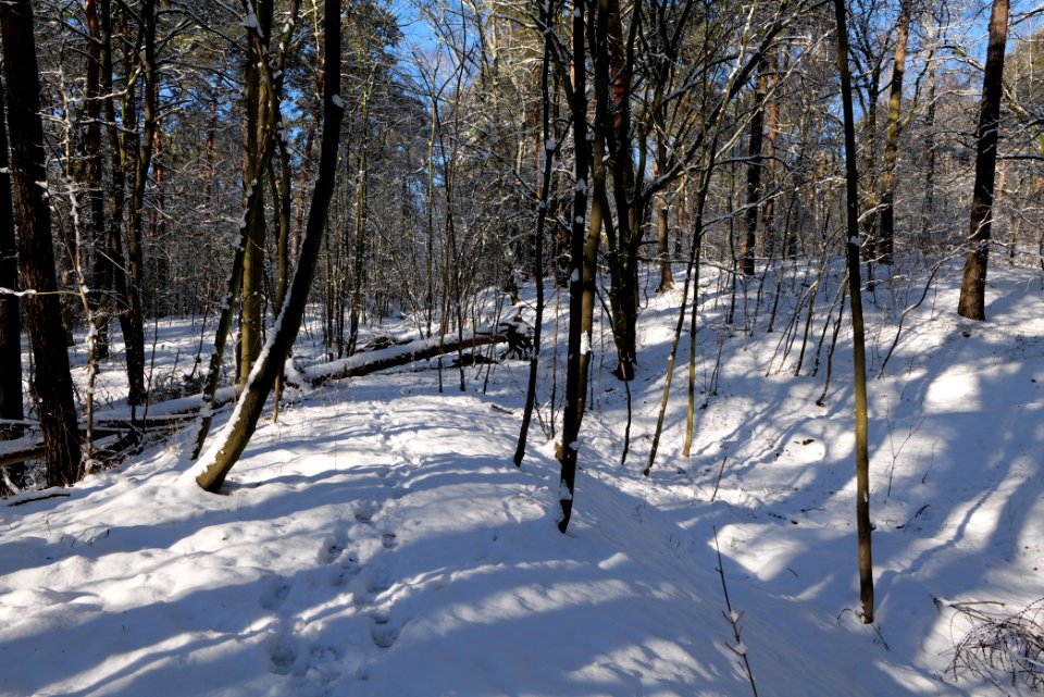 Havelberg Grunewald with snow 2021-01-31 14