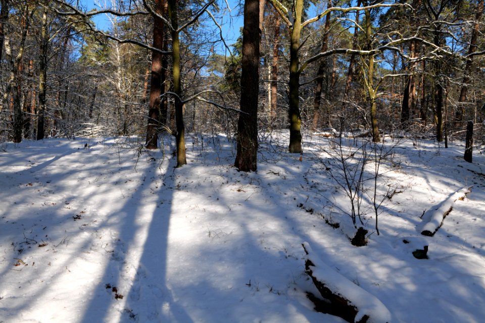 Havelberg Grunewald with snow 2021-01-31 11