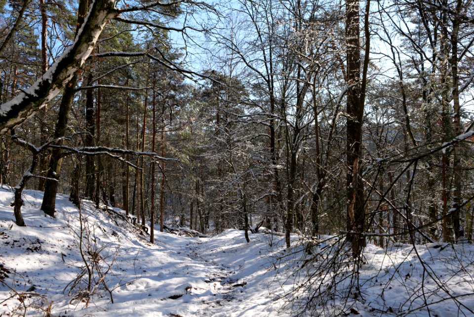 Havelberg Grunewald with snow 2021-01-31 06