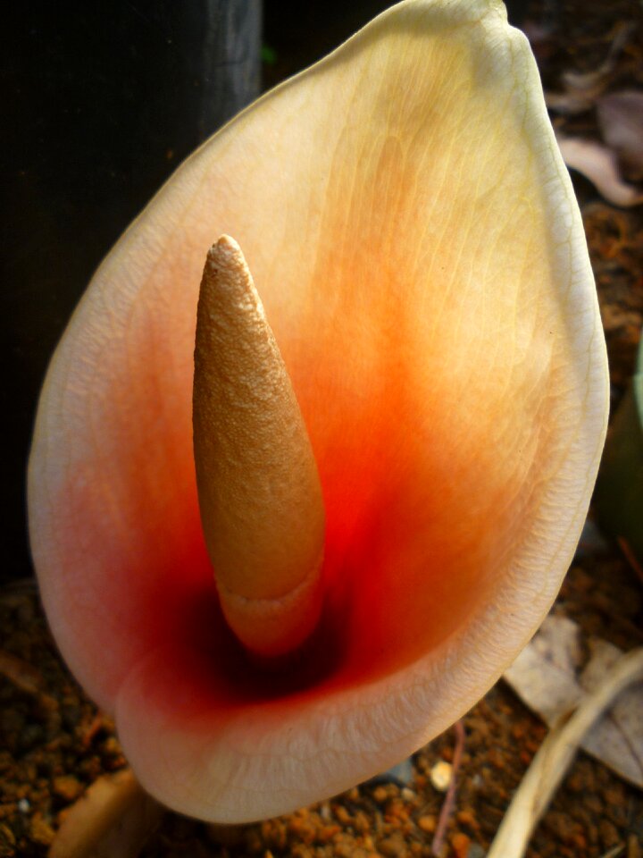 Tropic monsteria deliciosa rainforest