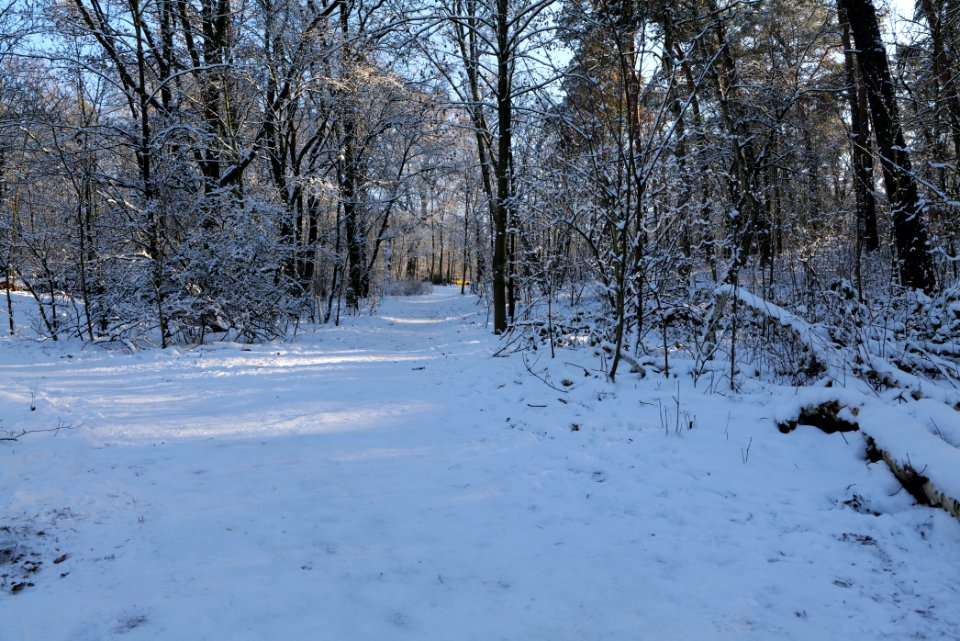 Havelhöhenweg with snow 2021-01-31 11