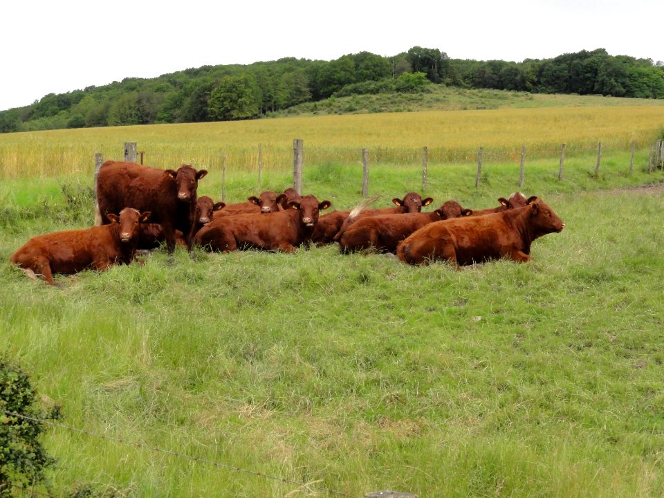 Haussonville (M-et-M) paysage avec vaches (02)