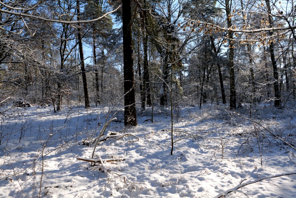Havelberg Grunewald with snow 2021-01-31 27