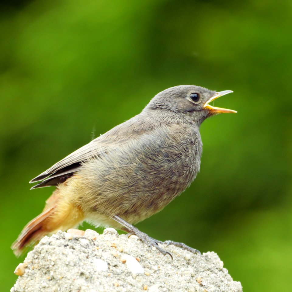 Hausrotschwanz.Jungvogel.Schnabel.offen