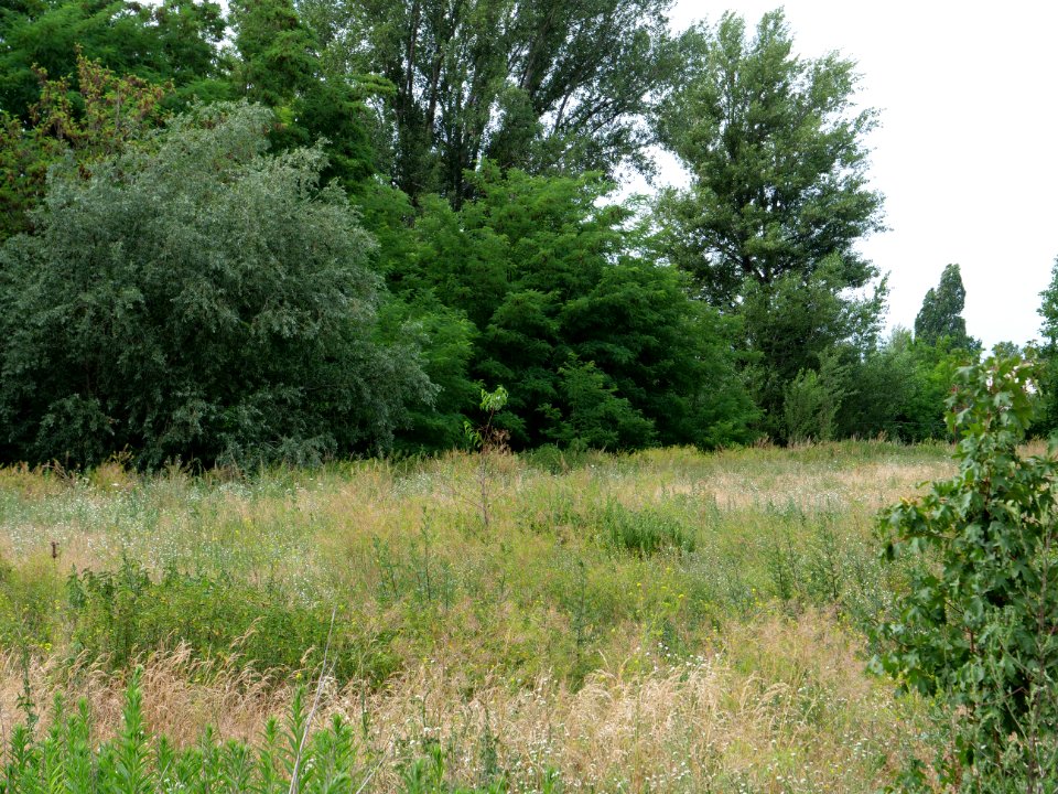 Havelwiesen Hakenfelde 2019-07-07 09