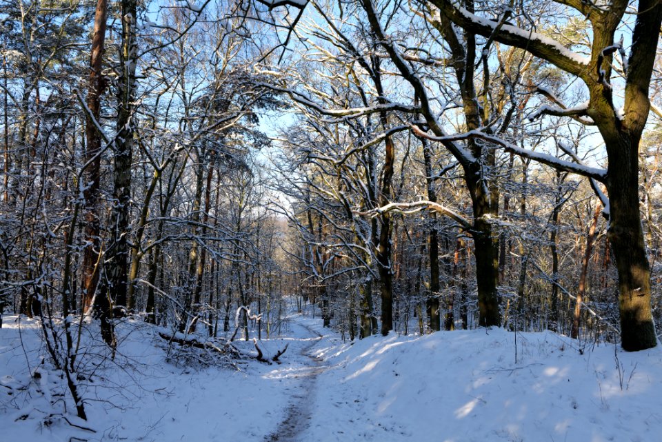 Havelberg Grunewald with snow 2021-01-31 46