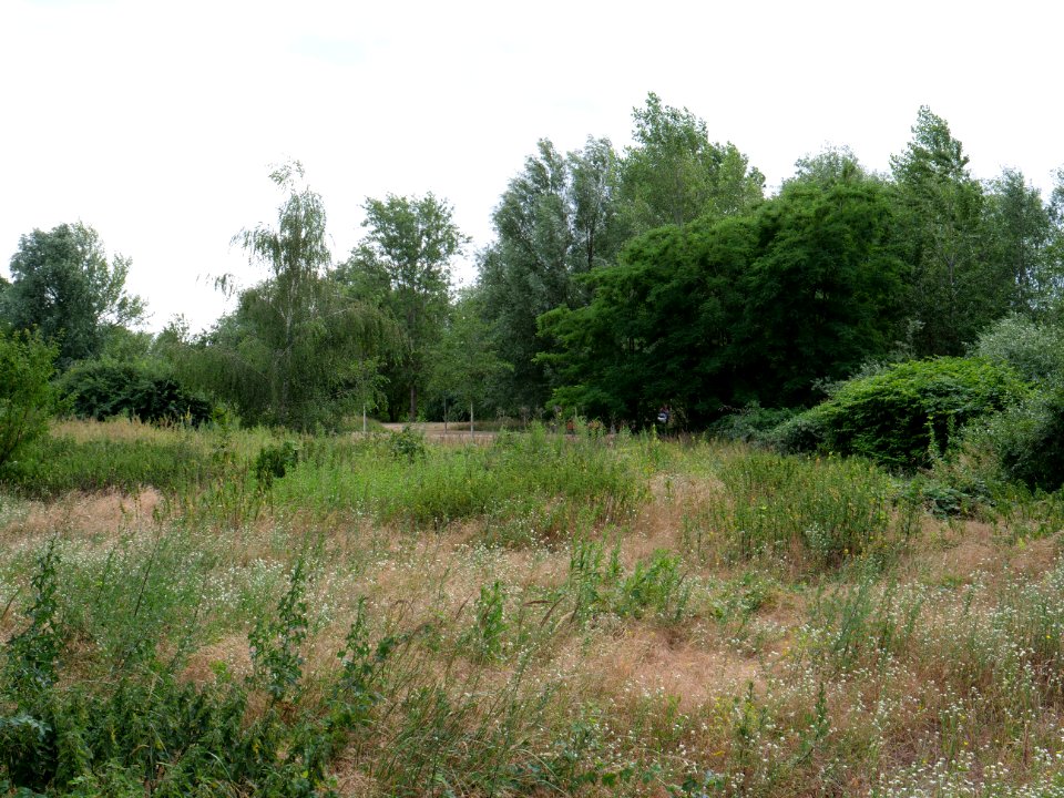 Havelwiesen Hakenfelde 2019-07-07 05