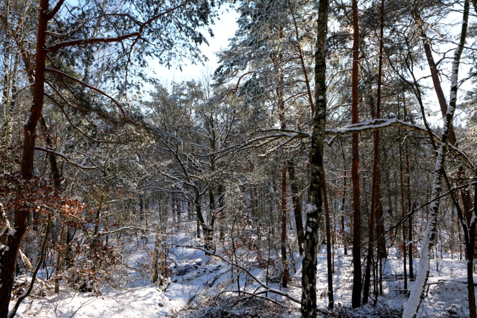 Havelberg Grunewald with snow 2021-01-31 03