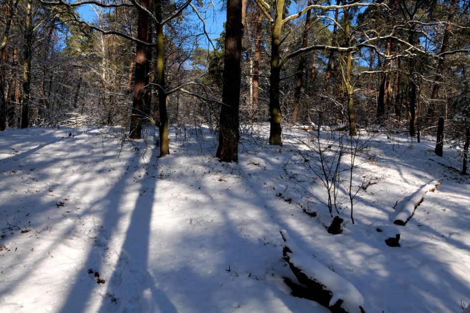 Havelberg Grunewald with snow 2021-01-31 12