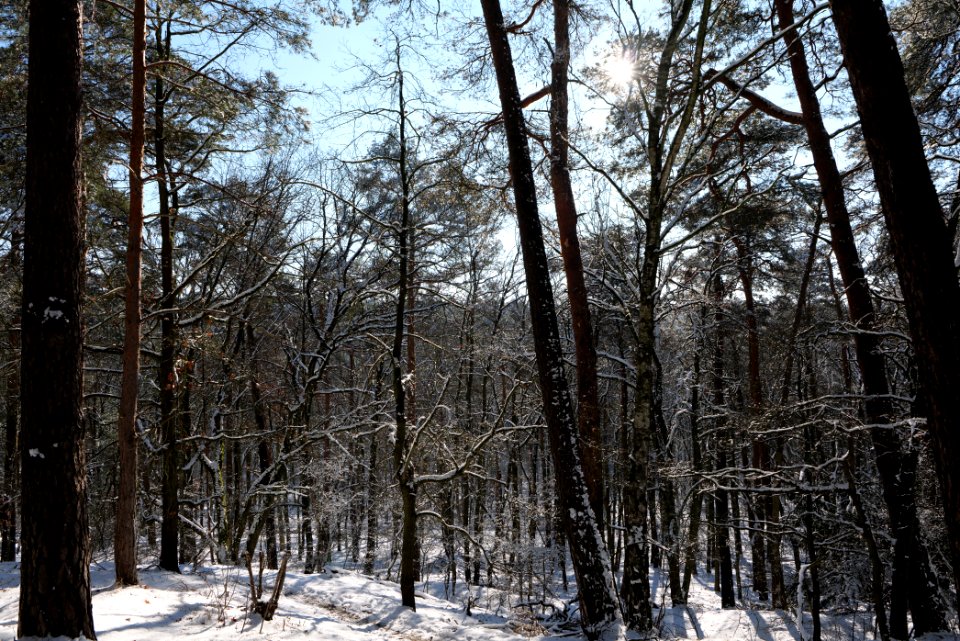 Havelberg Grunewald with snow 2021-01-31 08