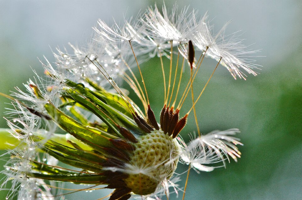 Drip wet nature