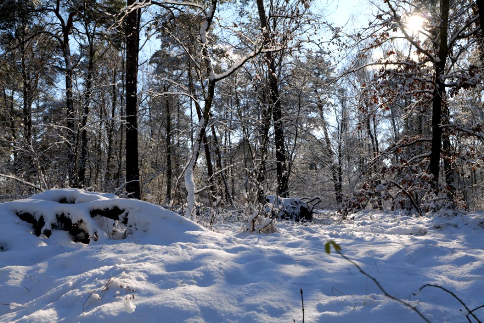Havelberg Grunewald with snow 2021-01-31 34