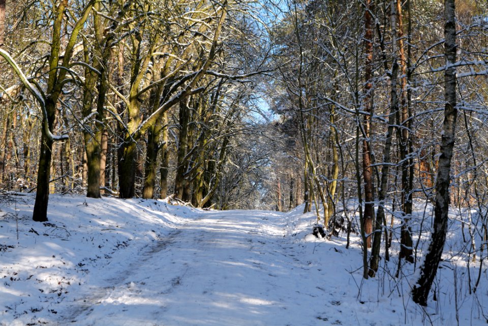 Havelberg Grunewald with snow 2021-01-31 22