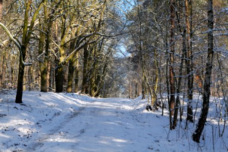 Havelberg Grunewald with snow 2021-01-31 22