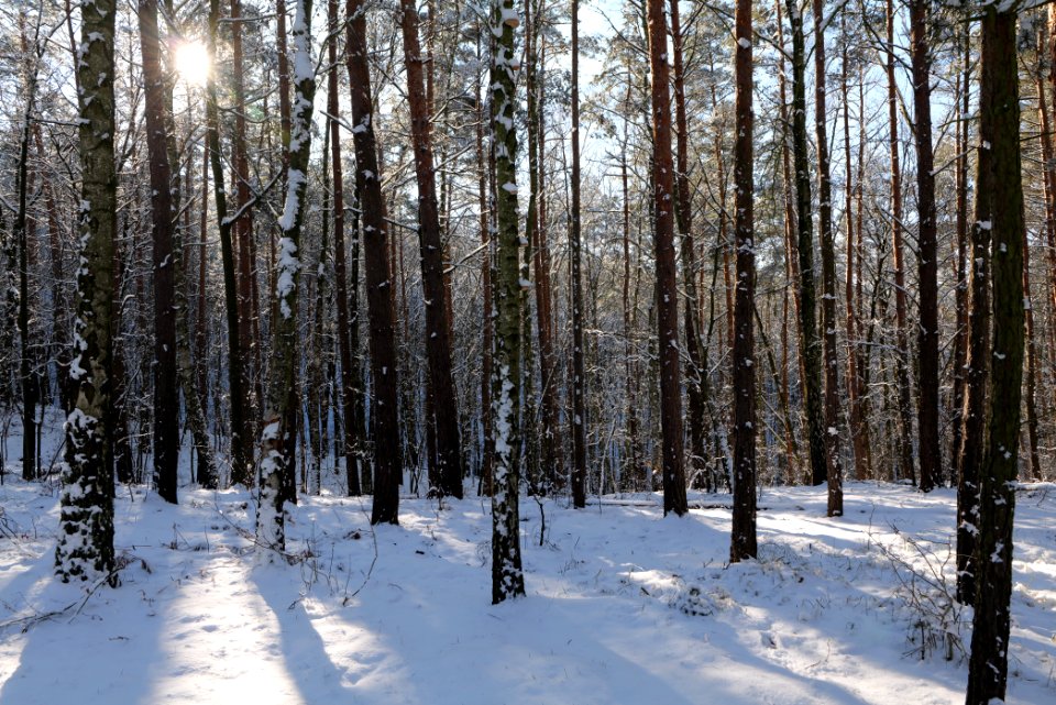 Havelberg Grunewald with snow 2021-01-31 42