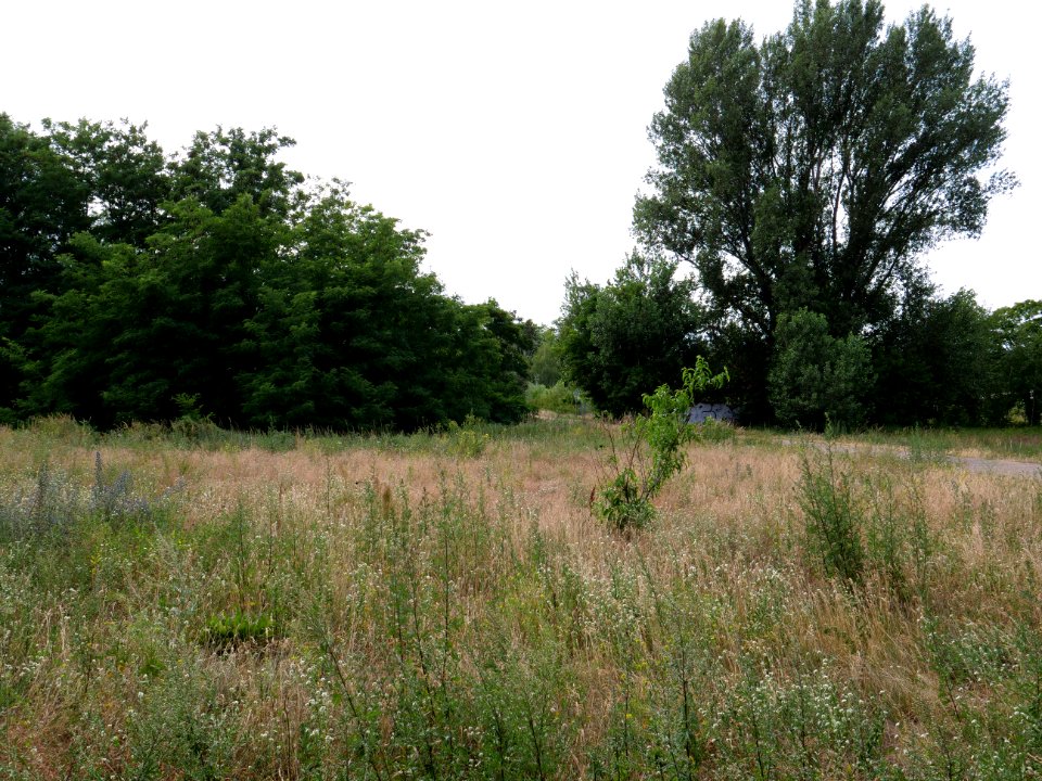 Havelwiesen Hakenfelde 2019-07-07 10