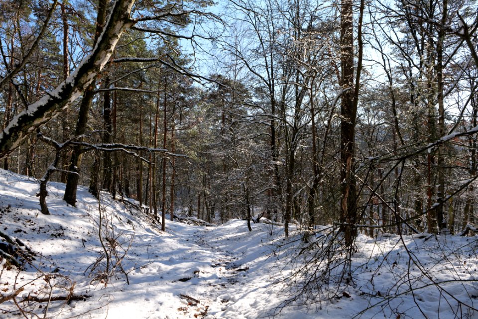 Havelberg Grunewald with snow 2021-01-31 05