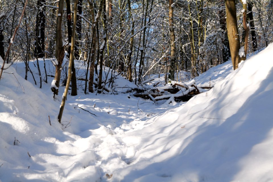 Havelberg Grunewald with snow 2021-01-31 18