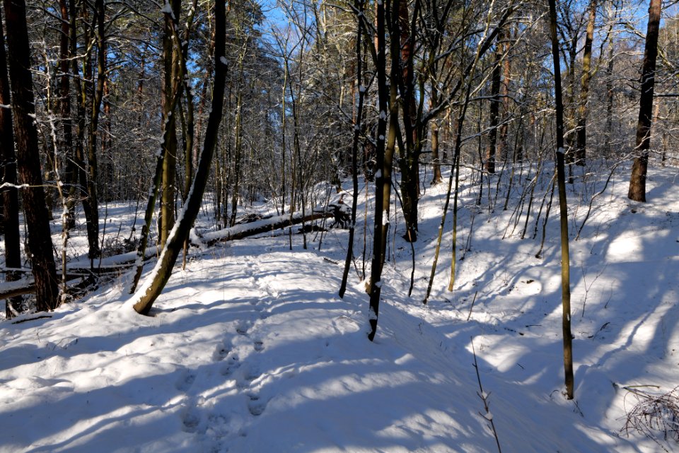 Havelberg Grunewald with snow 2021-01-31 13