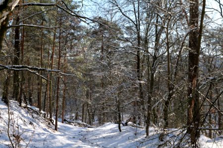 Havelberg Grunewald with snow 2021-01-31 07