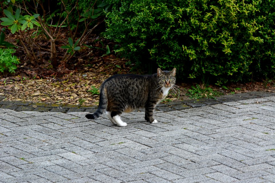 Hauskatze auf Pflaster