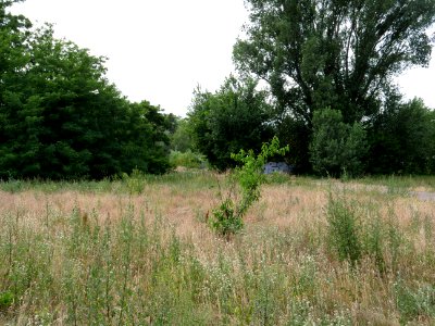 Havelwiesen Hakenfelde 2019-07-07 11