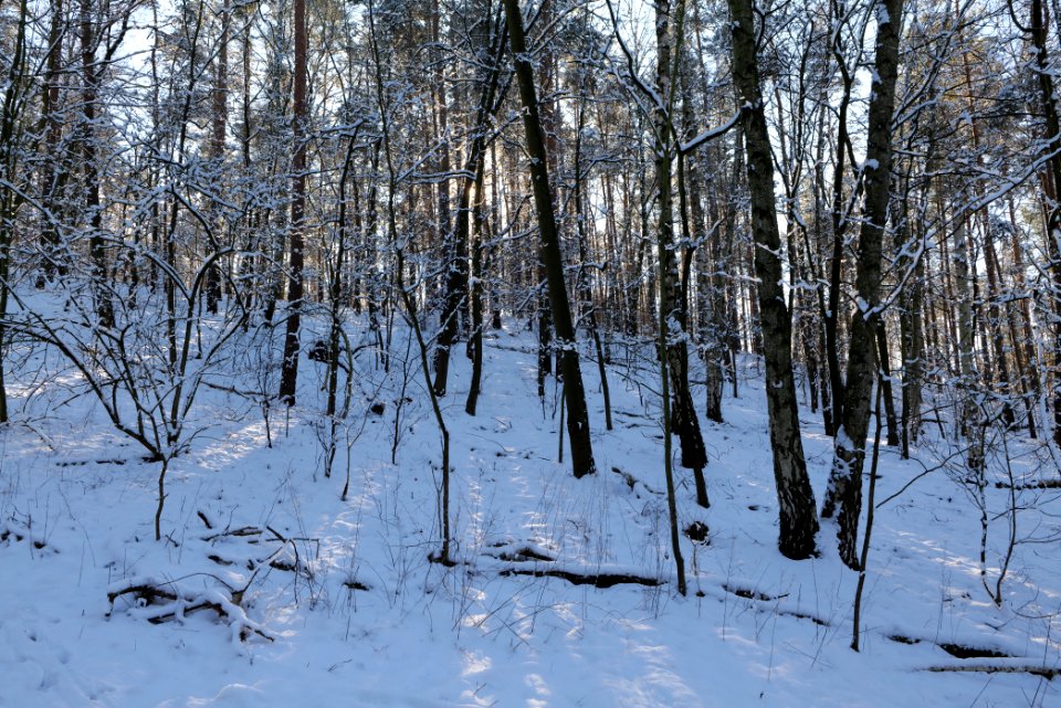 Havelberg Grunewald with snow 2021-01-31 52
