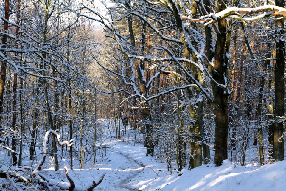 Havelberg Grunewald with snow 2021-01-31 49