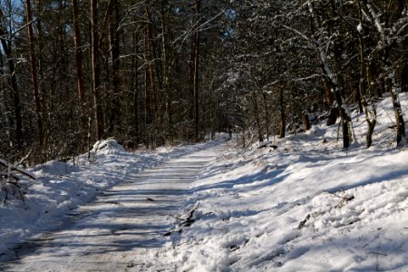 Havelberg Grunewald with snow 2021-01-31 01