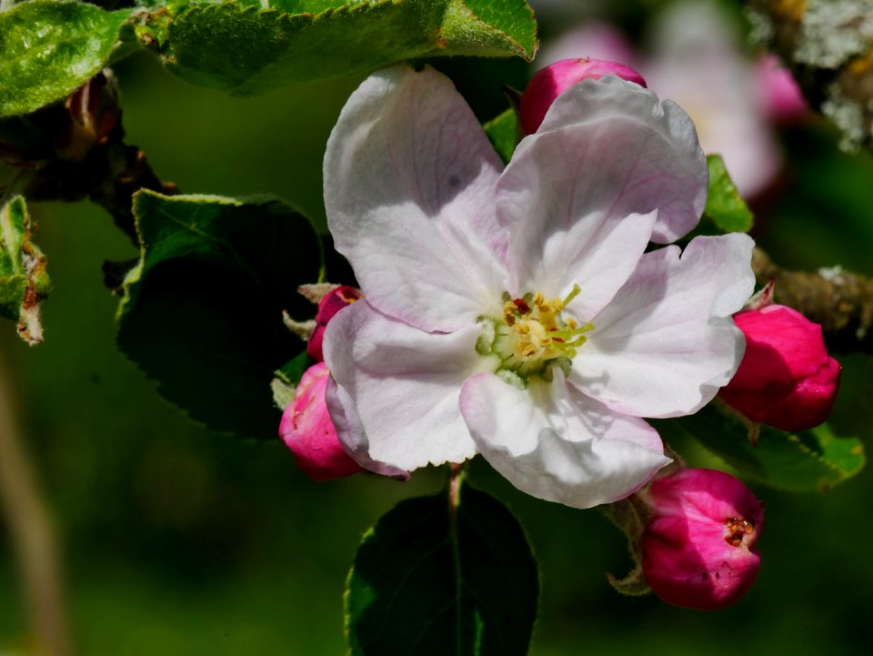 Haux Apfel Freilichtmuseum Roscheider Hof Blüte H6