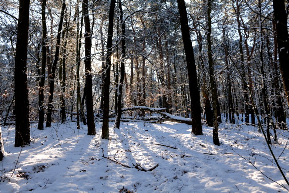 Havelberg Grunewald with snow 2021-01-31 36