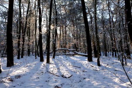 Havelberg Grunewald with snow 2021-01-31 36