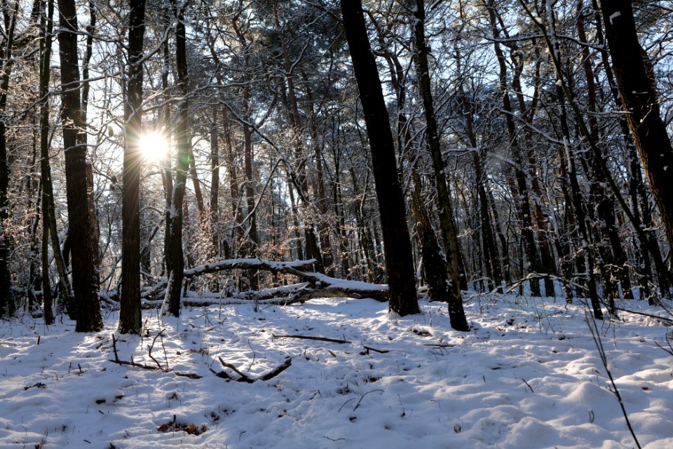 Havelberg Grunewald with snow 2021-01-31 37