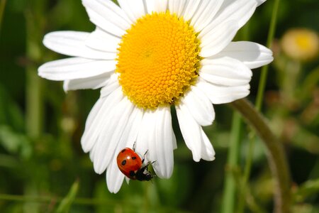 Insect blossom bloom
