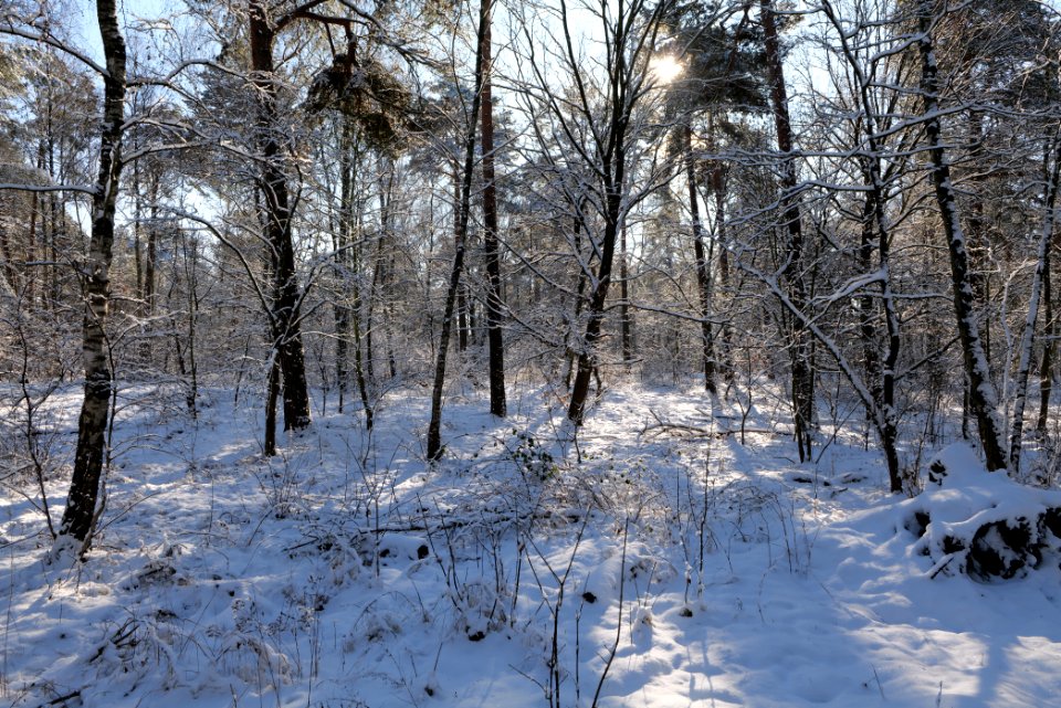 Havelberg Grunewald with snow 2021-01-31 28