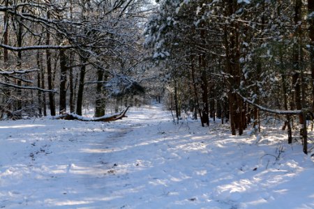Havelberg Grunewald with snow 2021-01-31 44