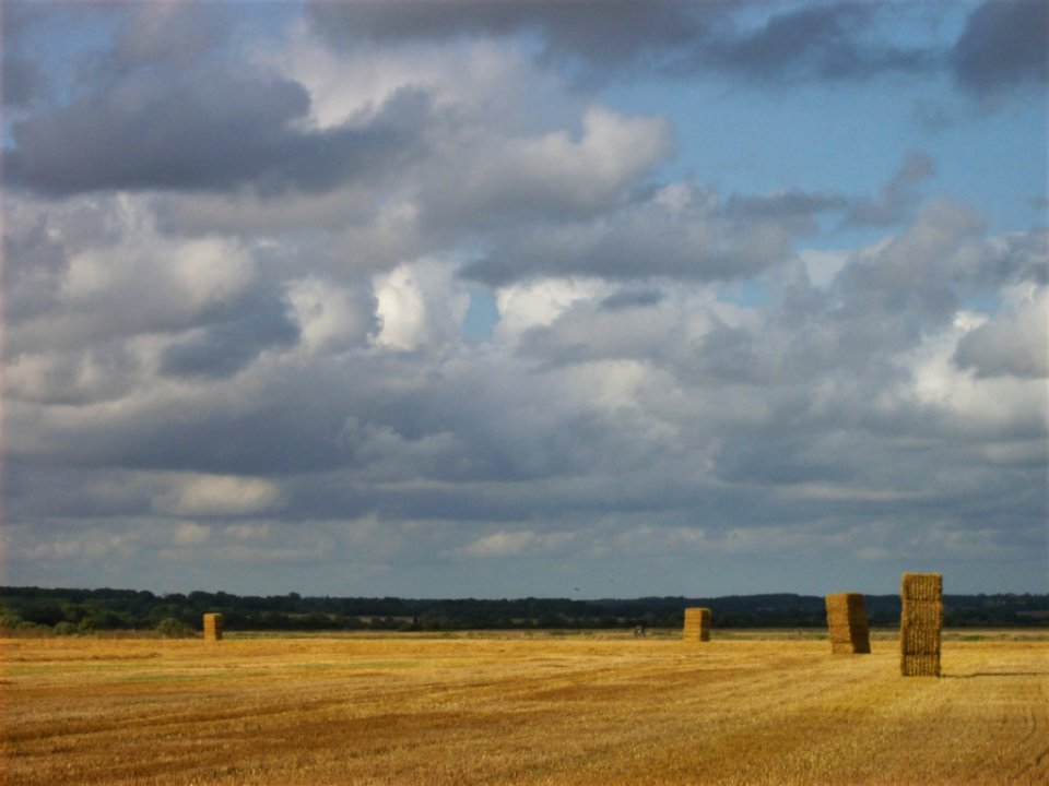 Hay bales, Romney Marsh