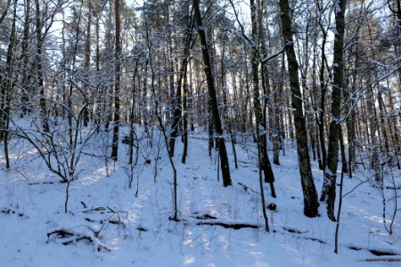 Havelberg Grunewald with snow 2021-01-31 51