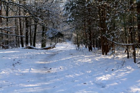 Havelberg Grunewald with snow 2021-01-31 45