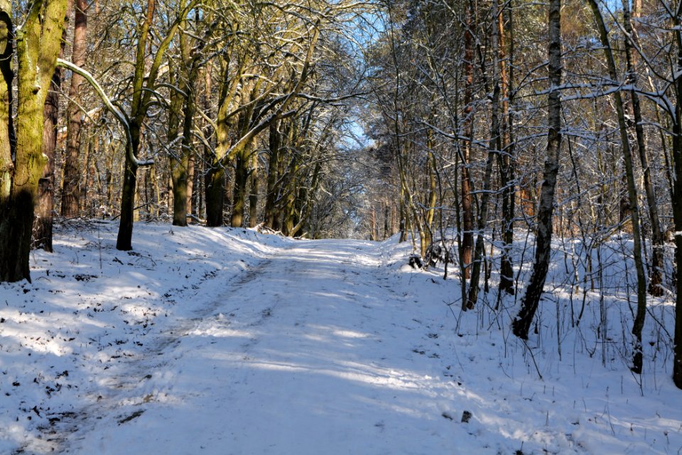 Havelberg Grunewald with snow 2021-01-31 24