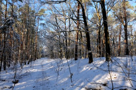 Havelberg Grunewald with snow 2021-01-31 41