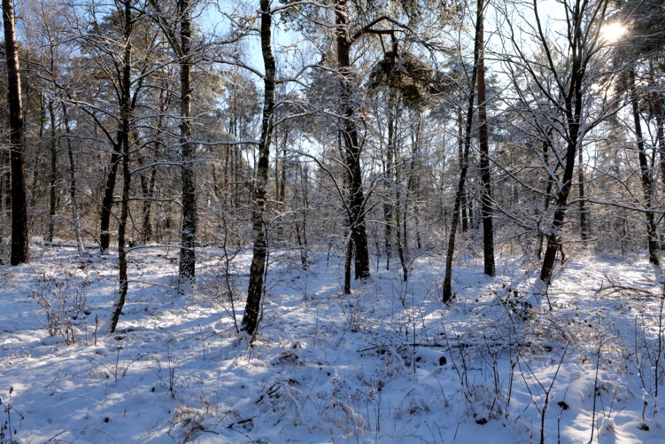 Havelberg Grunewald with snow 2021-01-31 32
