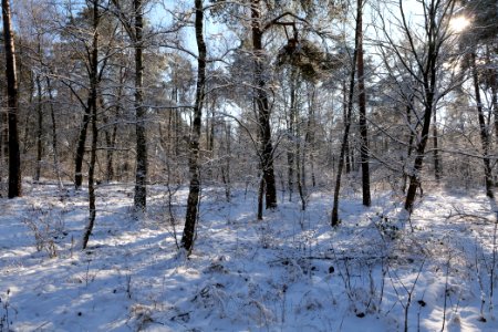 Havelberg Grunewald with snow 2021-01-31 32
