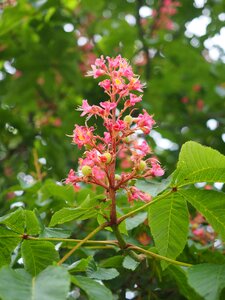 Red flesh red horse chestnut red flowering buckeye photo