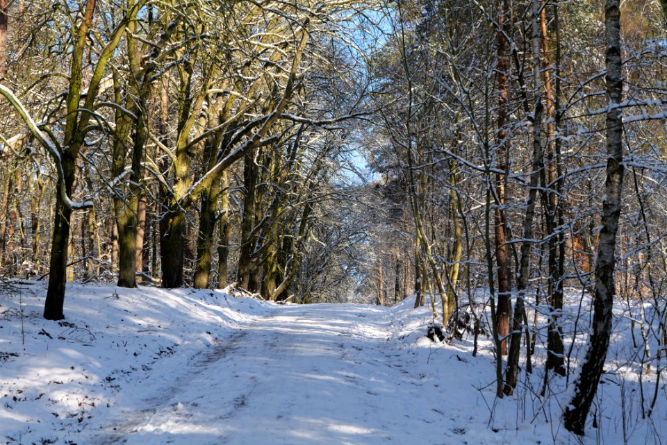 Havelberg Grunewald with snow 2021-01-31 23