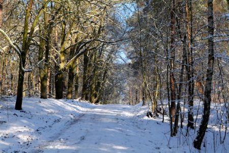 Havelberg Grunewald with snow 2021-01-31 23