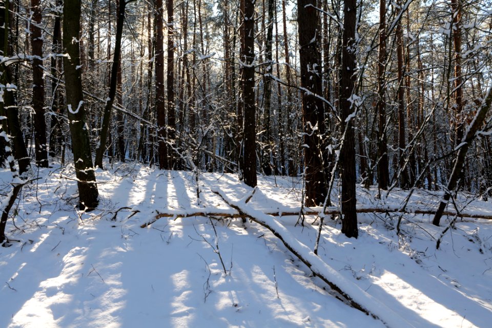 Havelberg Grunewald with snow 2021-01-31 40