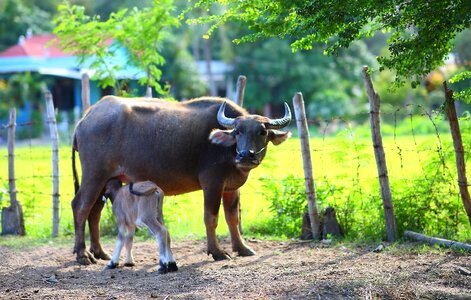 Feeding milk motherhood